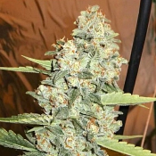Jedi Kush - Feminized - The Cali Connection