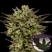 GOLD LINE Blackberry Fire - Regular - Purple Caper Seeds