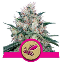 Honey Cream Fast Version – Feminized – Royal Queen Seeds