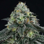 Bingsu - Regular - Perfect Tree Seeds