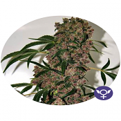 Girl Scout Cookies Extreme - Feminized - Bulldog Seeds