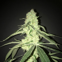 Pot Valley Seeds Her Majesty’s Kush Feminized