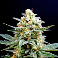 Kannabia Seeds Kritikal-K Feminized