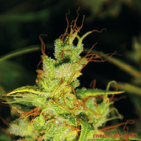 Medical Seeds 2046 Feminized