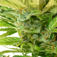 Flash Seeds Lemon Haze Feminized