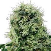 Bulk Seeds Power Plant Feminized