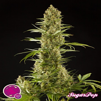 Philosopher Seeds SugarPop Feminized
