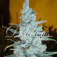 Delicious Seeds Critical Jack Herer Feminized