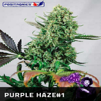 Positronics Seeds Purple Haze #1 Feminized