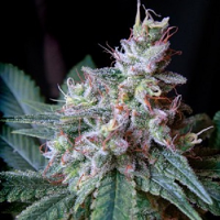 Sweet Seeds Cream Caramel F1 Fast Version Feminized
