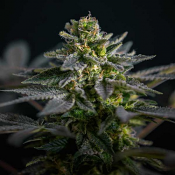 Super Skunk Kush – Feminized – Garden of Green