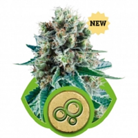 Bubble Kush Auto – Feminized – Royal Queen Seeds