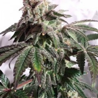 Connoisseur Genetics Seeds North London Church Cookies Feminized