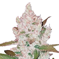 Good Buzz Genetics Bulk Seeds Auto Girl Scout Cookies Feminized
