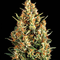 Pyramid Seeds Wembley Feminized