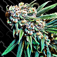 Critical Mass Collective Seeds Psychotropic Mass Feminized