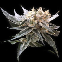 Reserva Privada Seeds Sour Tangie Feminized