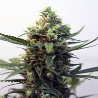 Ripper Seeds Toxic Feminized