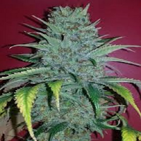 Bulk Seeds Black Domina x Bubblegum Feminized
