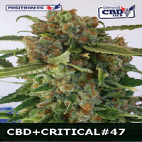 Positronics Seeds CBD Critical #47 Feminized