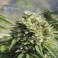 Reserva Privada Seeds Kandy Kush Regular