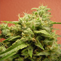 Paradise Seeds Opium Feminized