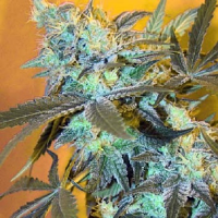 Spliff Seeds White Widow Feminised (Gold)