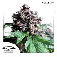 Dutch Passion Seeds Frisian Duck Feminized