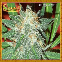 Dr Krippling Seeds Jumping Black Dash Auto Feminised