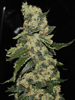 Green Label Seeds Berry Delight Feminised
