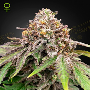 Blue Haze x Gelato #41 Auto - Feminized - Green House Seeds