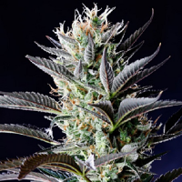 Spliff Seeds Dutch Blue Automatic Feminized (Gold)