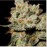BlimBurn Seeds OG's Kush Feminized