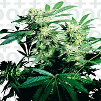 Skunk Kush – Feminized – Sensi Seeds