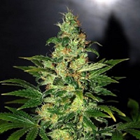 World of Seeds Legends Collection Chronic Haze Feminized