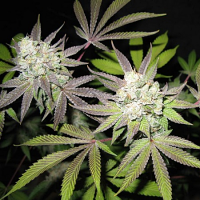 Cali Connection Seeds Tiramisu (The Gold Line) Feminized