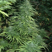 Cristal Fruity Kush - Feminized - Flash Seeds