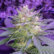 Pina Rita - Regular - TGA Subcool Seeds