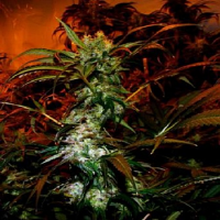 VIP Seeds VIP Haze Feminised