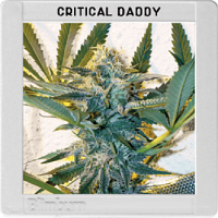 Blimburn Seeds Critical Daddy Purple Feminized