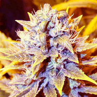 SuperCBDx Seeds San Francisco OG x SCBDx Feminized