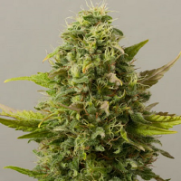 Black Skull Seeds Auto CriticalRyder Feminized