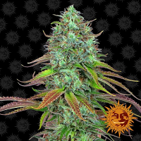 Barney's Farm Seeds LSD Auto Feminized