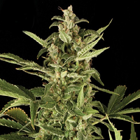 Kera Seeds NLX Diamond Auto Feminised