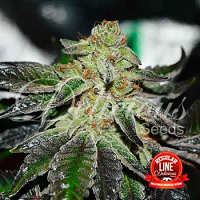 Delicious Seeds Original Juan Herer Regular