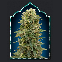 OO Seeds Female Mix
