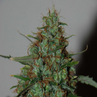 World of Seeds Wild Thailand Ryder Auto Feminized