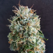 Guava Kush – Feminized – Garden of Green