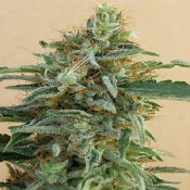 Tikal - Feminized - Ace Seeds
