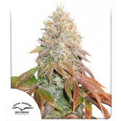 Auto Banana Blaze - Feminized - Dutch Passion